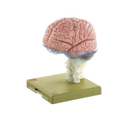 model  brain   parts arif maju