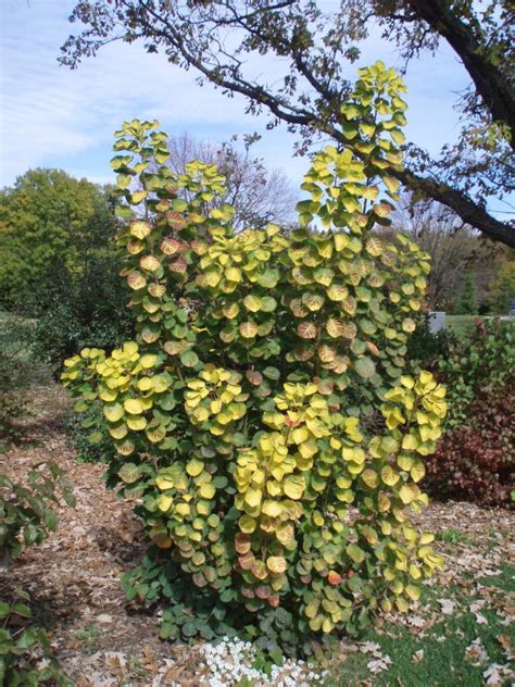 Spectacular Smokebush Cotinus Rotary Botanical Gardens