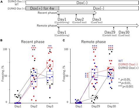 Frontiers D Receptor Mediated Dopaminergic Neurotransmission