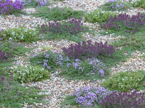 Couvre Sols Persistants Qu Il Faut Avoir Dans Son Jardin Jardins