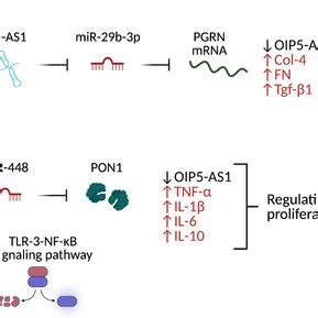 OIP5AS1 S Diverse Mechanisms Of Action Influence Cardiovascular