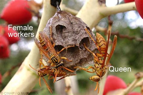 Paper Wasp Queen Vs Worker