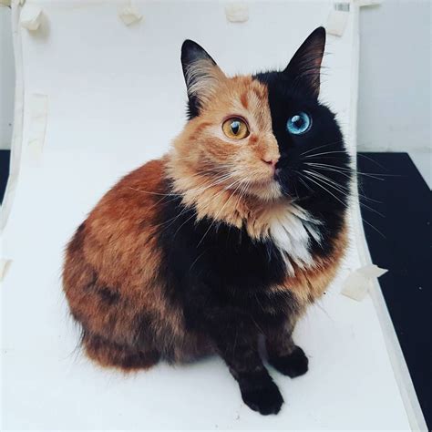 Tortoiseshell cat : r/aww