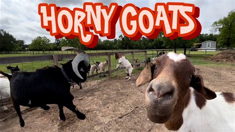 Goat Gets “horny” And Rams Everything Youtube