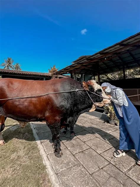 Artis Ini Pilih Sapi Jumbo Untuk Kurban Idul Adha Rela Cari Ke Luar