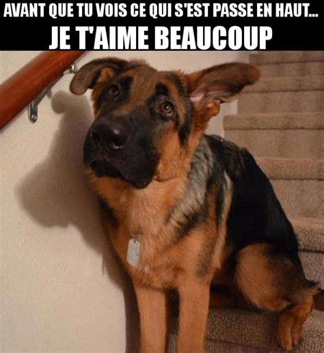 Chien Betise Image Drôle Animaux Funny Animals Funny Dogs Funny