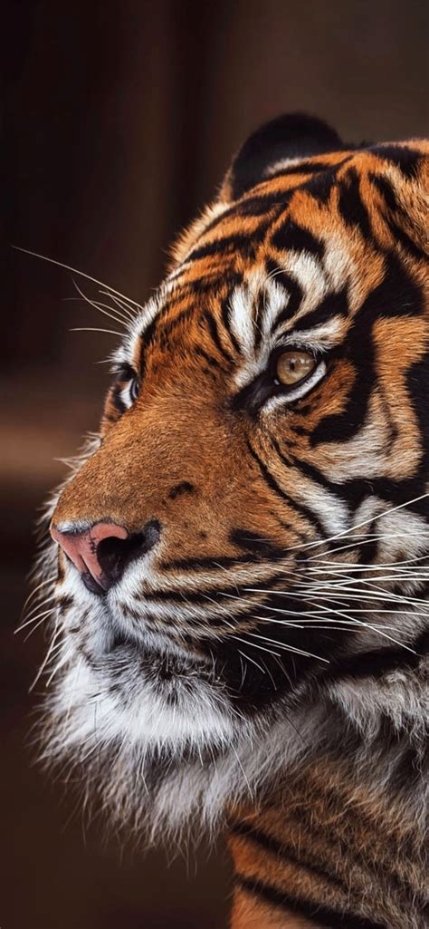 🔥 50 4k Hd Tiger Wallpapers Wallpapersafari