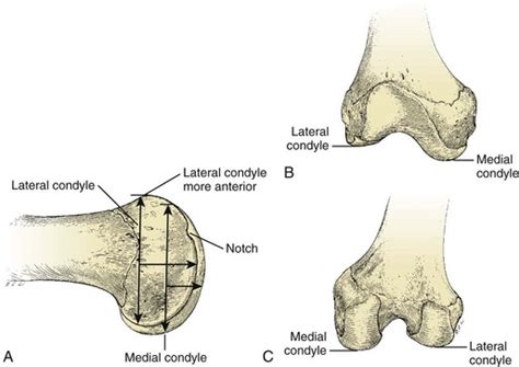 Sports Medicine Musculoskeletal Key