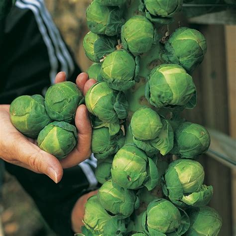 Cultivar Coles De Bruselas En Maceta