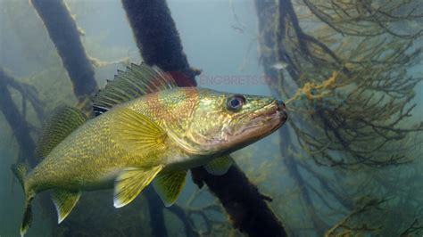 Walleye Underwater 3 Engbretson Underwater Photography Youtube