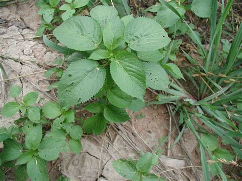 Hophornbeam Copperleaf