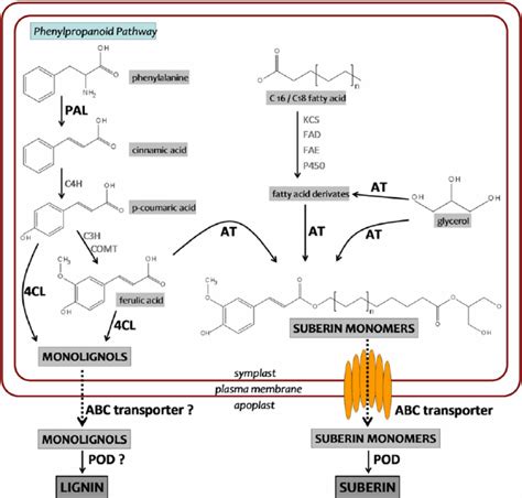 Lignin Biosynthesis Pathway