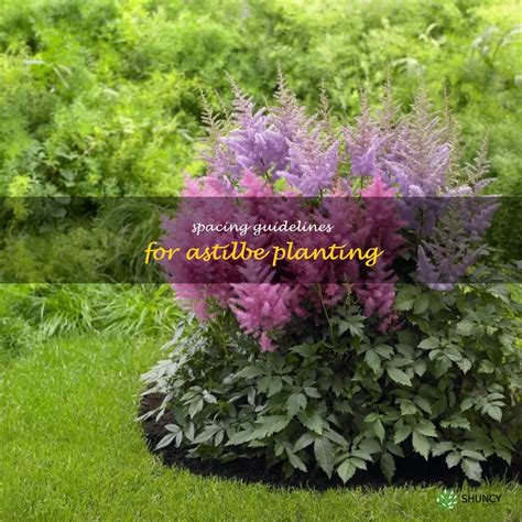 Spacing Guidelines For Astilbe Planting Shuncy