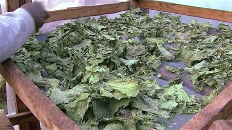 Solar Drying Of Kale Leaves Access Agriculture