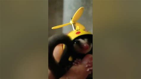 Sugar Glider Lagi Imut Imutnya Shorts Sugarglider Lucu Youtube