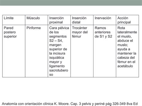 Músculos De La Pelvis Pptx