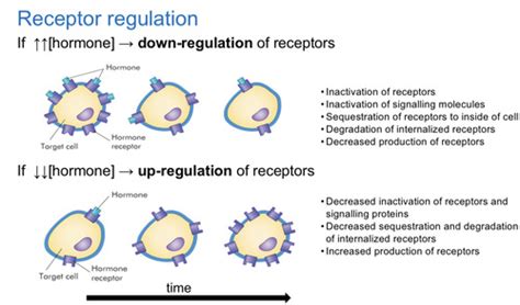 Hormone Receptors and Signalling Flashcards | Quizlet