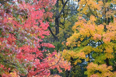 A Group Of Trees With Changing Colors Of Leaves Clustered Closely