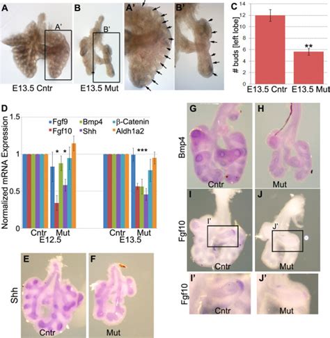 Mesenchyme Specific Deletion Of Tgf In The Embryonic Lung Disrupts