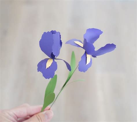 Paper Iris Flower Template Free