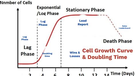 Cell Growth Curve Doubling Time By Meysam Behtari On Prezi