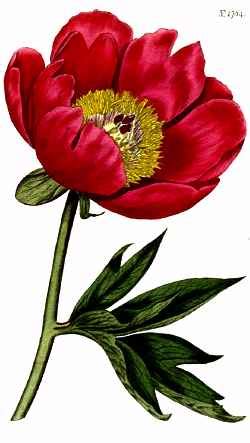 Common Peony (Paeonia officinalis)