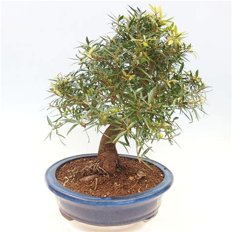 e-Bonsai - Indoor bonsai - Ficus nerifolia - small-leaved ficus