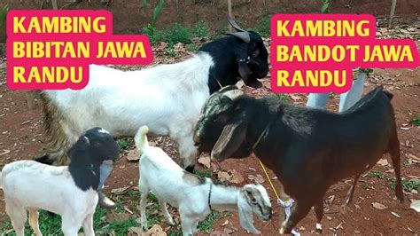 KAMBING BANDOT JAWA RANDU DAN KAMBING BIBITAN JAWA RANDU YouTube