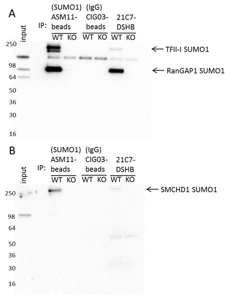 Signal Seeker Sumoylation Enrichment Kit Immunoprecipitation Format