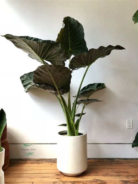 Alocasia Regal Shields Plant Care Guide Elephant Ears Plant