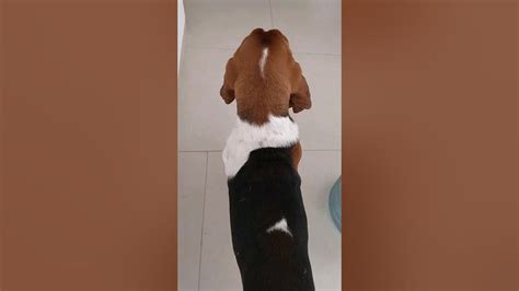 Clifford El Basset Hound Siempre Alerta Bassethoundpuppy Perros Youtube