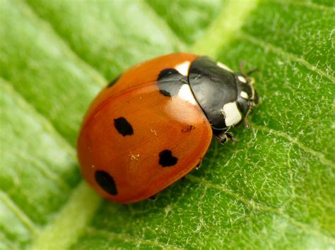 Seven Spotted Lady Beetle Alviso Bioblitz Guide INaturalist