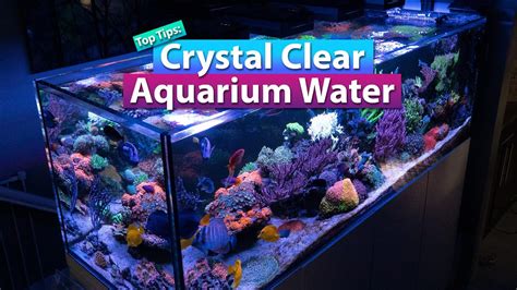 How To Crystal Clear Aquarium Water Youtube