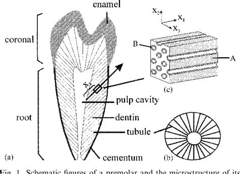 Figure 1 From An Inhomogeneous And Anisotropic Constitutive Model Of