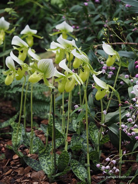 Orchids At Kew Gardens Orchid Festival 2019 Pumpkin Beth