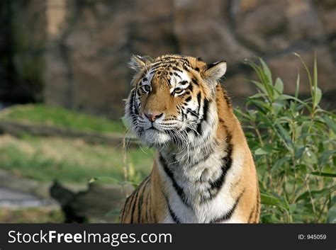 6+ Sumatran tiger roar Free Stock Photos - StockFreeImages