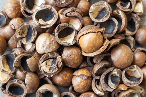 Pile Of Peeled Macadamia Nuts On Wooden Table Stock Image Image Of