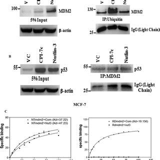 CPI 7c Physically Binds To RING And N Terminal Domains Of MDM2 And