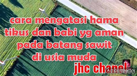 Cara Mencegah Hama Tikus Dan Babi Pada Tanaman Kelapa Sawit Usia Muda