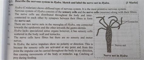 Q.1. Describe the nervous system in Hydra. Sketch and label the nerve net..