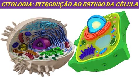 Citologia É O Estudo - Biologia Com Imagens Estudo Das Celulas Citologia