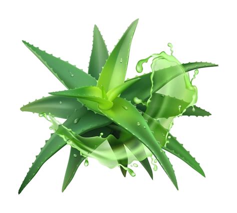 Planta Realista De Aloe Aloe Vera Verde Planta Medicinal Y