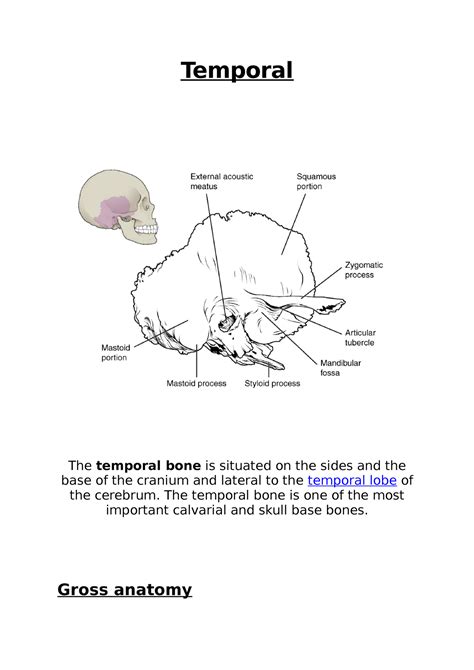 Cranial Bones Temporal Bones Temporal The Temporal Bone Is Situated