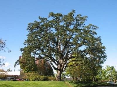 The Worlds Tree Species Oregon White Oak Quercus Garryana White