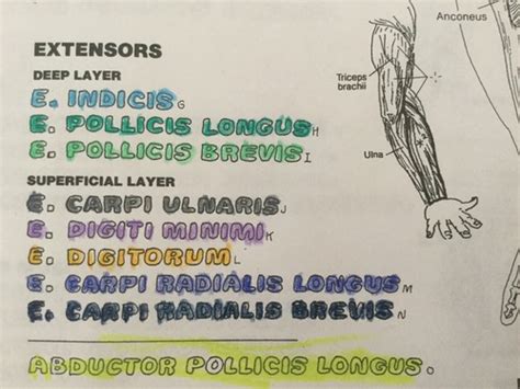 9 Extensors Of The Wrist Hand Flashcards Quizlet