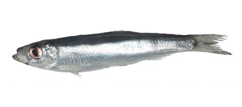 Espadin_Sprattus sprattus_consumo sostenible_Mr.Goodfish