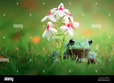 Dumpy Frog Sitting Under A Flower Stock Photo Alamy