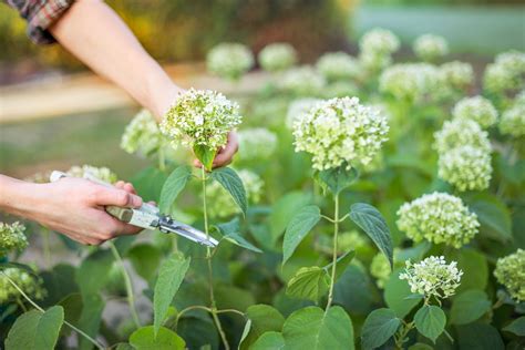 Kletterhortensie Vermehren Mit Erfolgsgarantie