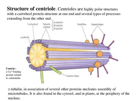 12 Microtubules Cell Biology