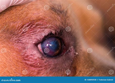 Corneal Ulcer Due To A Viral Infection Descemetocele Concept Of